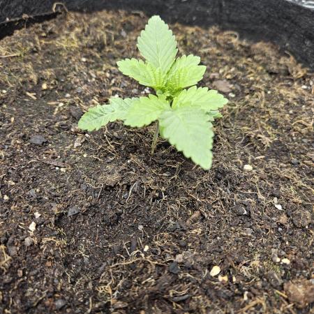 Super Silver Haze Femi Outdoor