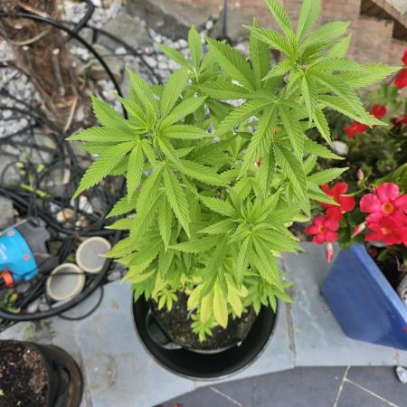 Super Silver Haze Femi Outdoor