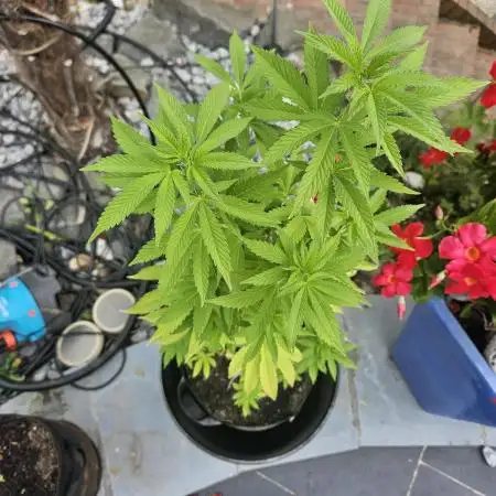 Super Silver Haze Femi Outdoor