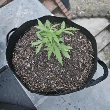 Critical Cheese Auto outdoor