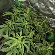 Big Bud Auto (Herbies seeds) Indoor