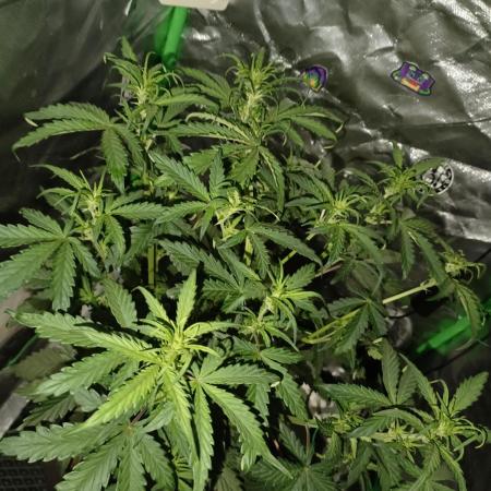 Big Bud Auto (Herbies seeds) Indoor