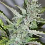 Big Bud Auto (Herbies seeds) Indoor