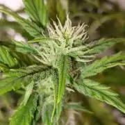 Big Bud Auto (Herbies seeds) Indoor