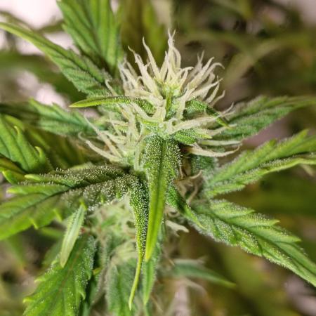 Big Bud Auto (Herbies seeds) Indoor