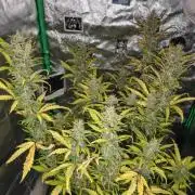 Big Bud Auto (Herbies seeds) Indoor