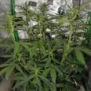 Big Bud Auto (Herbies seeds) Indoor