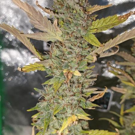 Big Bud Auto (Herbies seeds) Indoor