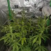 Big Bud Auto (Herbies seeds) Indoor