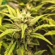 Big Bud Auto (Herbies seeds) Indoor