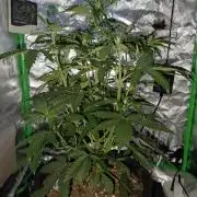 Big Bud Auto (Herbies seeds) Indoor