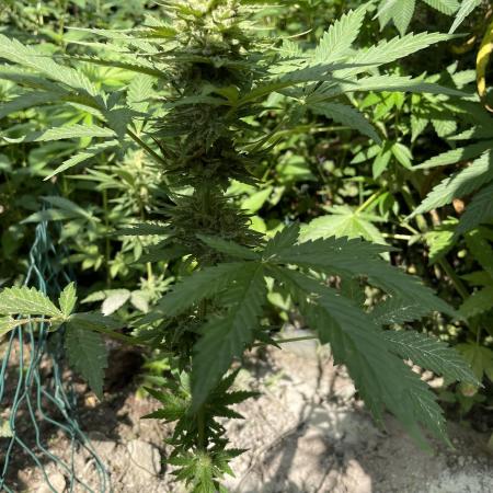 Outdoor Blue Berry auto.