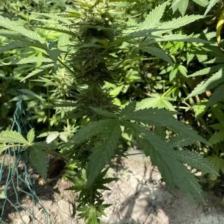 Outdoor Blue Berry auto.