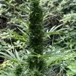 Outdoor Gorilla Cookies auto.