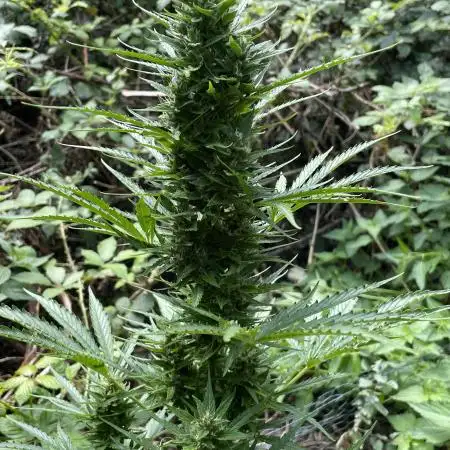 Outdoor Gorilla Cookies auto.