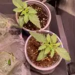 Purple Queen outdoor