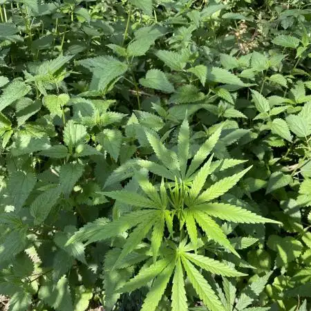 Gorilla cookies FF  Outdoor late start