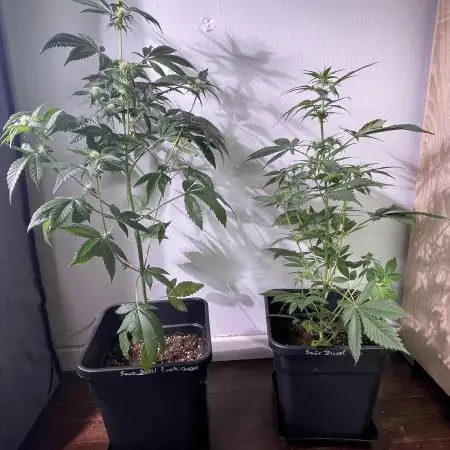 Sour diesel / Purple Queen