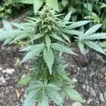 Outdoor, MOBY DICK auto.