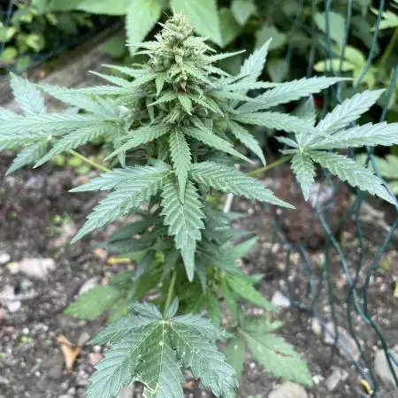 Outdoor, MOBY DICK auto.
