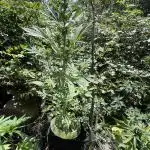 Outdoor Apple Strudel auto