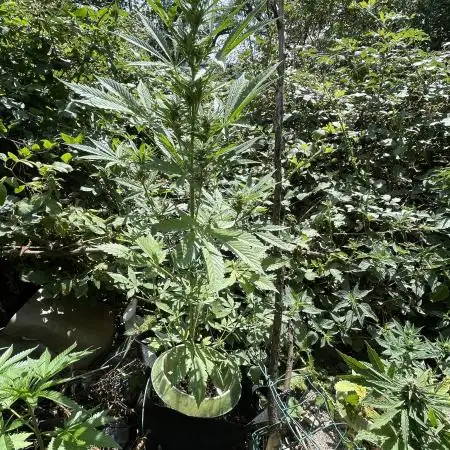 Outdoor Apple Strudel auto
