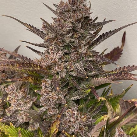 Tropicana Cookies 2Fast4Buds