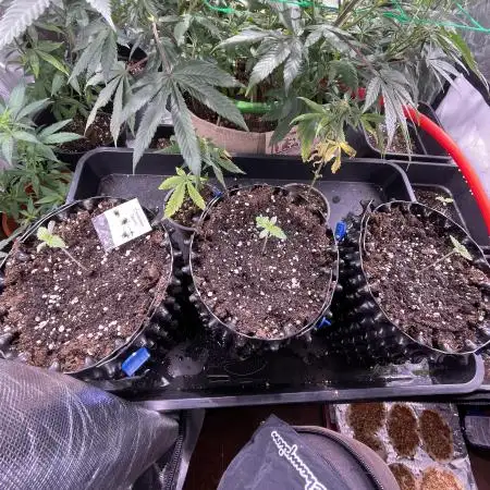 Northern light Guerilla grow outdoor