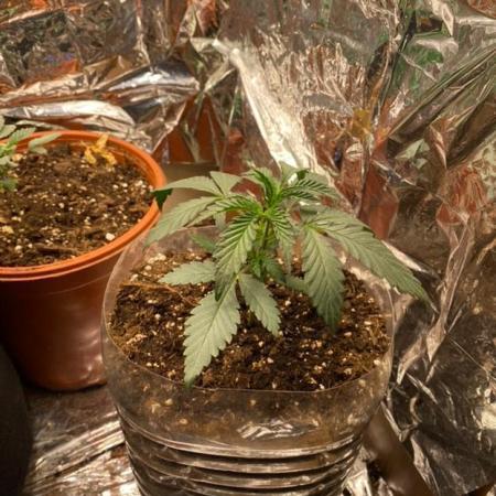 GREEN GELATO - BEGINNER GROW