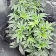 Wizard Trees Voodoo (Topping+LST vs LST)