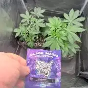 Wizard Trees Voodoo (Topping+LST vs LST)