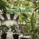 Cap Junky & Sleepy Joe Scrog 60 x 60