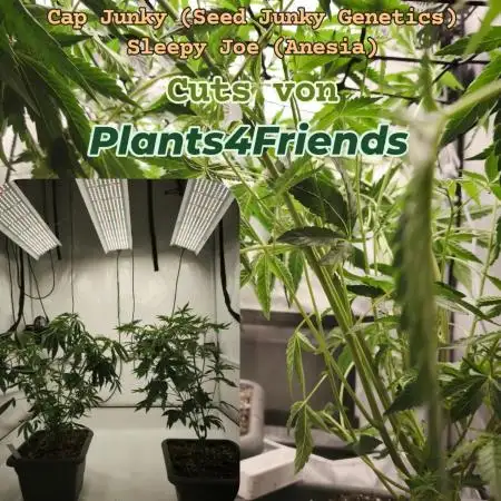Cap Junky & Sleepy Joe Scrog 60 x 60