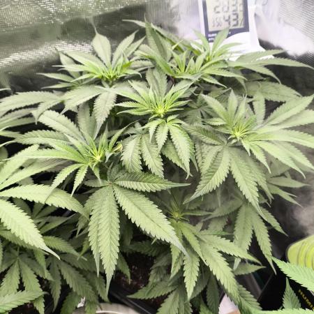 Hyper Vyper (Zamnesia Seeds)