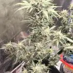 Northern Lights Auto (zamnesia)
