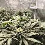 Hyper Vyper (Zamnesia Seeds)