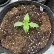 Banana Purple Punch from FastBuds
