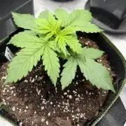 Watermelon Growers Choice Contest 2026
