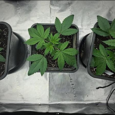 3x FastBuds