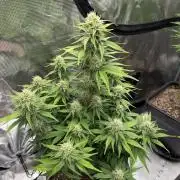 3x FastBuds