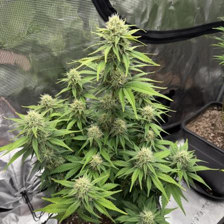 3x FastBuds