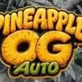 Pineapple OG🍍 Auto