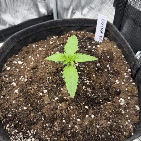 Guava Auto RF3 FastBuds