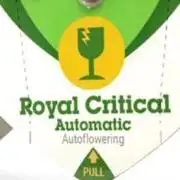 Solo cup Royal Critical Auto