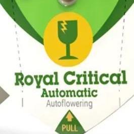 Solo cup Royal Critical Auto