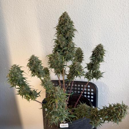 Last Dance with Strawberry Groilla Auto