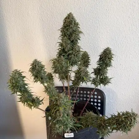 Last Dance with Strawberry Groilla Auto
