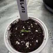 Gelato Auto FastBuds