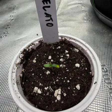 Gelato Auto FastBuds