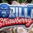 Last Dance with Strawberry Groilla Auto